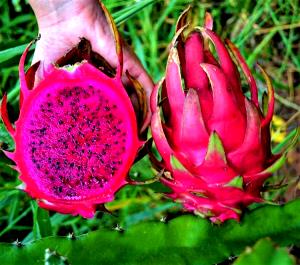 Quantas calorias em 1 bola (60 g) Pitaya?