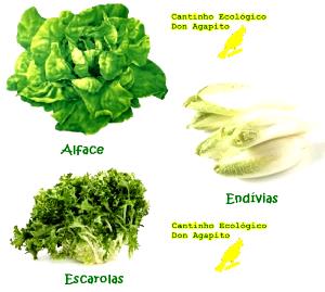 Quantas calorias em 1 Cabeça Grande, Romana Endívia, Chicória, Escarola ou Alface Romana?