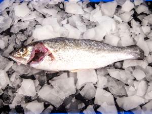 Quantas calorias em 1 Filé (129,0 G) Robalo do mar, cru?