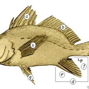 Quantas calorias em 1 Filé (198,0 G) Peixes com barbatanas, crus?