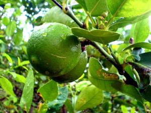 Quantas calorias em 1 Fruta (5,5 Cm De Diâmetro) Lima?