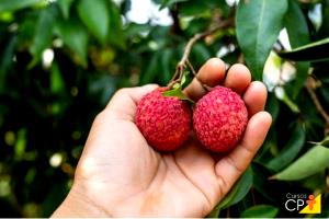 Quantas calorias em 1 Fruta (9,6 G) Lichia?