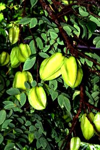 Quantas calorias em 1 Grande (11 Cm De Comprimento) Carambola?