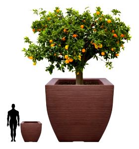 Quantas calorias em 1 Grande (6,5 Cm De Diâmetro) Tangerinas?