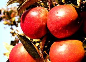 Quantas calorias em 1 Grande (8,5 Cm De Diâmetro) Maçãs Braeburn?