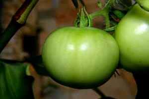 Quantas calorias em 1 İnteiro, Grande (182,0 G) Tomate verde?