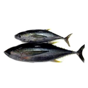 Quantas calorias em 1 Lb Albacora (Peixe)?