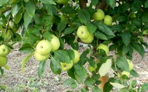 Quantas calorias em 1 Média (7 Cm De Diâmetro) Maçãs Granny Smith?