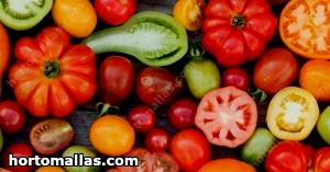 Quantas calorias em 1 Meia-Lua (1/4 De Tomate Médio) Tomates Vermelhos?