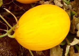 Quantas calorias em 1 Meia-Lua Pequena (1/8 De Melão Pequeno) Melão?