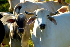 Quantas calorias em 1 Oz Carne de Vaca da Ponta de Agulha (Cortada até 0,5 cm de Gordura)?