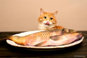 Quantas calorias em 1 Peixe-Gato Grande (Produto Após Cozinhado, Espinhas Removidas) Peixe-Gato?
