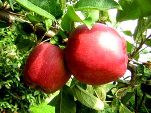 Quantas calorias em 1 Pequena (6,5 Cm De Diâmetro) Maçãs Red Delicious?