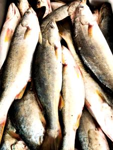 Quantas calorias em 1 porção (60 g) Peixe Pescada?