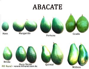 Quantas calorias em 1 Porção (73 G) Abacate Margarida?