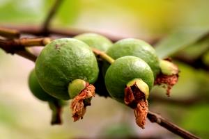 Quantas calorias em 1 Porção Araçá-açu (goiaba)?