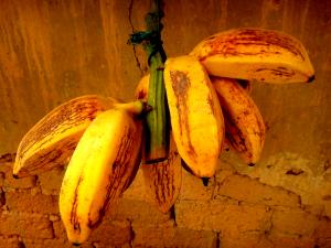 Quantas calorias em 1 Porção Banana figo in natura?