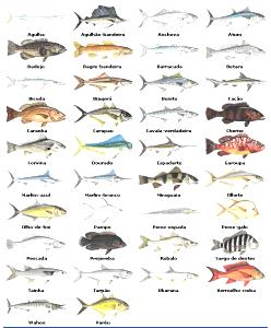 Quantas calorias em 1 Porção Peixe água salgada cação cru (média de diferentes espécies)?