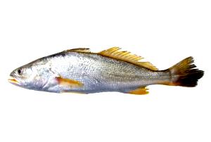 Quantas calorias em 1 Porção Peixe água salgada corvina do mar crua?