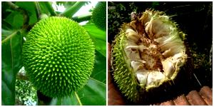 Quantas calorias em 1 Porção (30,0 G) Sementes de fruta-pão?