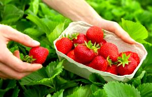 Quantas calorias em 1 Quartilho, Produto Morangos?