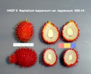 Quantas calorias em 1 Xícara, Escorrida Rambutan?