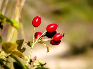 Quantas calorias em 1 Xícara (127,0 G) Fruto da roseira brava?