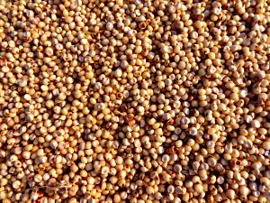 Quantas calorias em 1 Xícara (192,0 G) Sorgo?