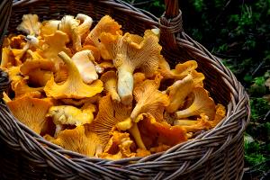 Quantas calorias em 1 Xícara (54,0 G) Cogumelos chanterelle?