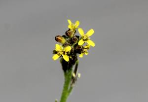 Quantas calorias em 1 Xícara (74,0 G) Sementes de sisymbrium?