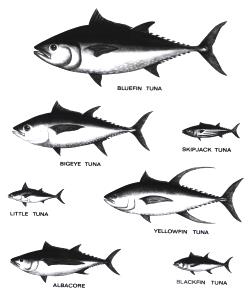 Quantas calorias em 100 G Atum-Rabilho (Peixe)?