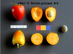 Quantas calorias em 100 G Pupunha?