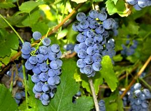 Quantas calorias em 100 G Uvas tipo Americano?