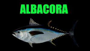 Quantas calorias em 3 Oz Albacora (Peixe)?