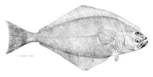 Quantas calorias em 3 Oz Halibute do Atlântico e Pacífico (Peixe) (Cozido, em Calor Seco)?